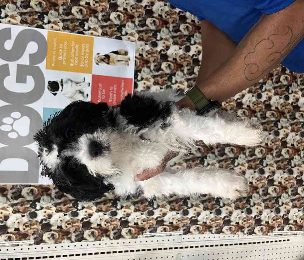 Male Havanese Puppy for Sale in Queensbury, NY