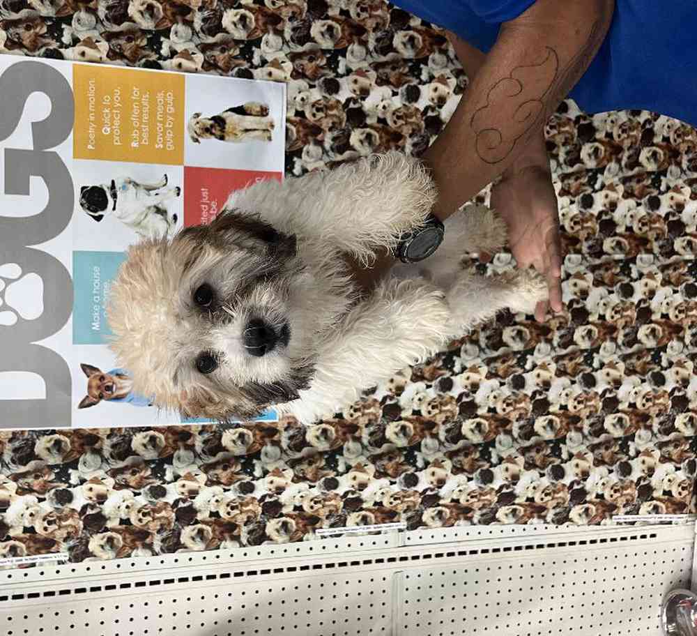 Male Teddy Bear Puppy for Sale in Queensbury, NY